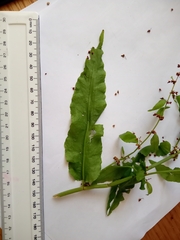 Rumex sanguineus