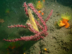 Astrogorgia sinensis