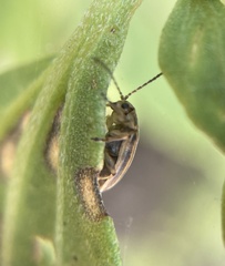 Ophraella notulata