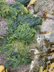 Cladophora rupestris