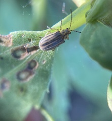 Ophraella notulata