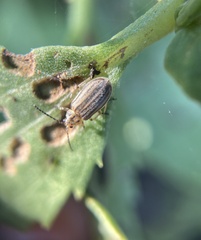 Ophraella notulata