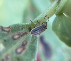 Ophraella notulata