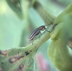 Ophraella notulata