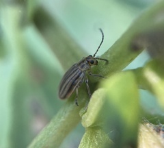 Ophraella notulata