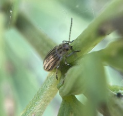Ophraella notulata