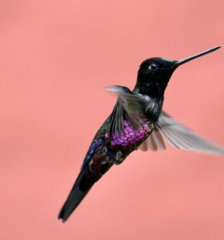 Coeligena helianthea