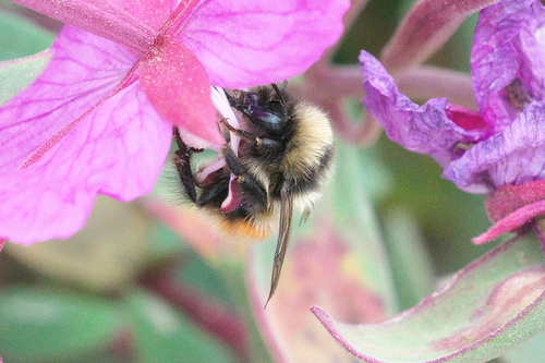 Johansen's Bumble Bee