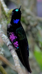 Coeligena helianthea