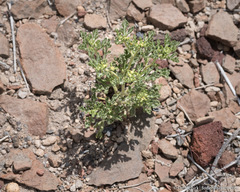 Euphrosyne nevadensis