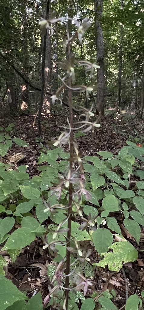 Tipularia discolor