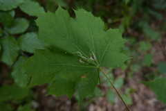 Phyllonorycter joannisi