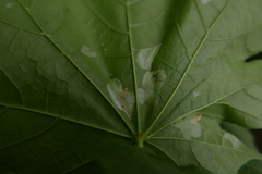 Phyllonorycter joannisi