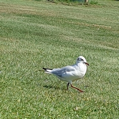 Chroicocephalus ridibundus