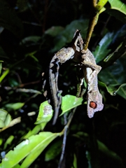 Uroplatus phantasticus