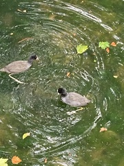Fulica atra