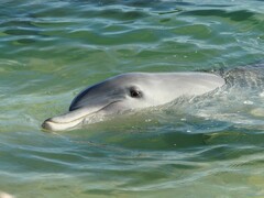 Bottlenose Dolphin