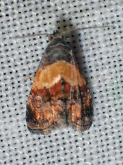 Tripudia balteata