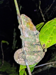 Calumma crypticum