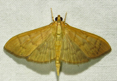 Patania silicalis