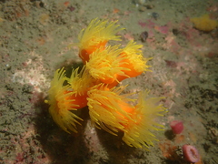 Dendrophyllia arbuscula