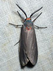 Pygarctia murina