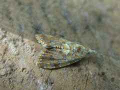 Pseudargyrotoza conwagana