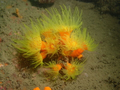 Dendrophyllia arbuscula