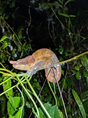 Calumma crypticum