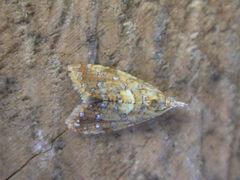 Pseudargyrotoza conwagana