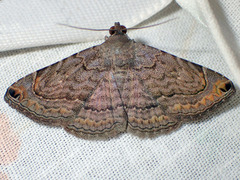 Toxonprucha pardalis