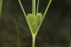 Cyperus rigens