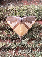 Eulepidotis julianata