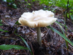 Marasmius nigrodiscus