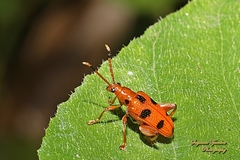 Lema quadripunctata