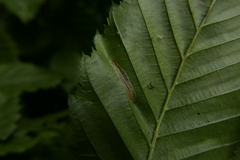 Phyllonorycter tenerella