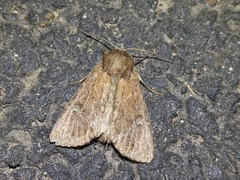 Euxoa ochrogaster