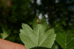 Phyllonorycter oxyacanthae