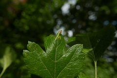 Phyllonorycter oxyacanthae
