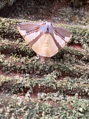 Eulepidotis julianata