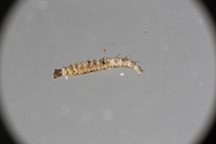 Forcipomyiinae