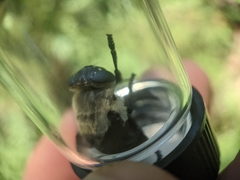 Cuterebra emasculator