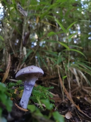 Cortinarius magellanicus