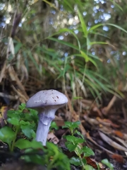 Cortinarius magellanicus