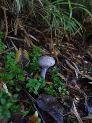 Cortinarius magellanicus