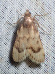 Aglossa electalis