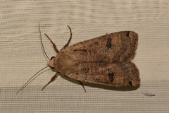 Noctua orbona