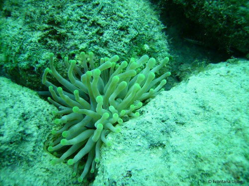 Giant Anemone, photo 7 of 9