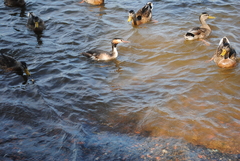 Podiceps cristatus