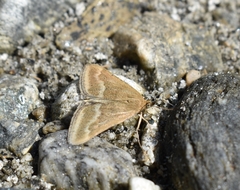 Pyrausta aerealis